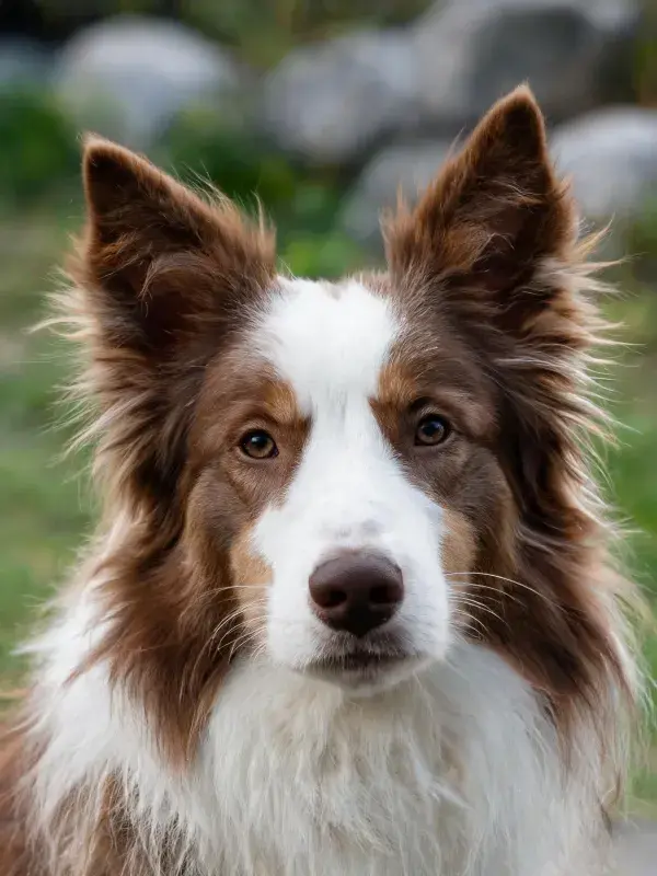 户外草地上的棕白相间边境牧羊犬特写