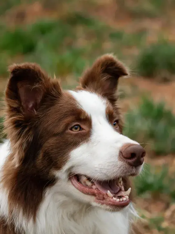 专注凝视的棕白边境牧羊犬特写