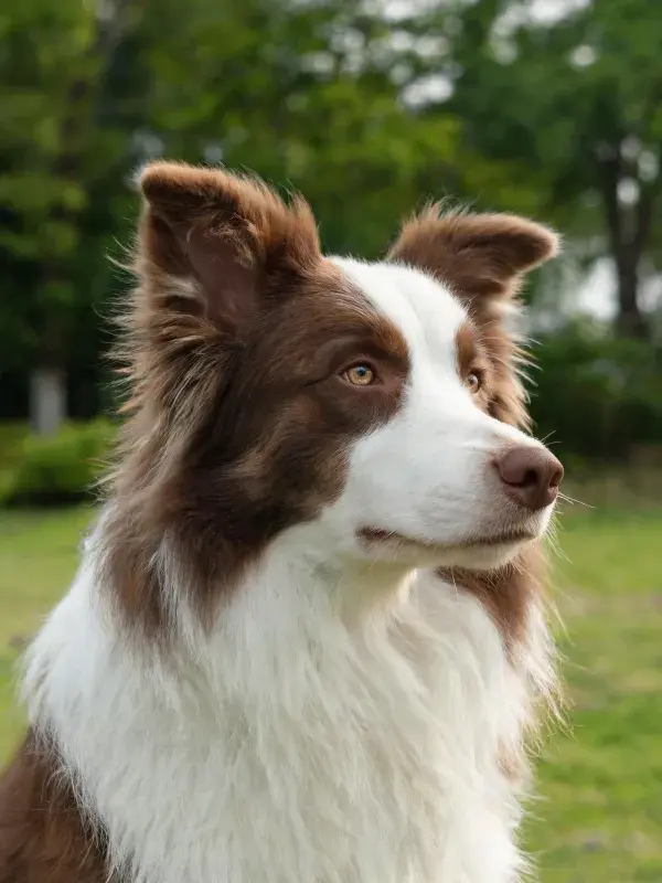 专注凝视的棕白相间边境牧羊犬