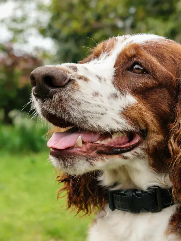 户外草地上一只英国史宾格犬的侧面特写