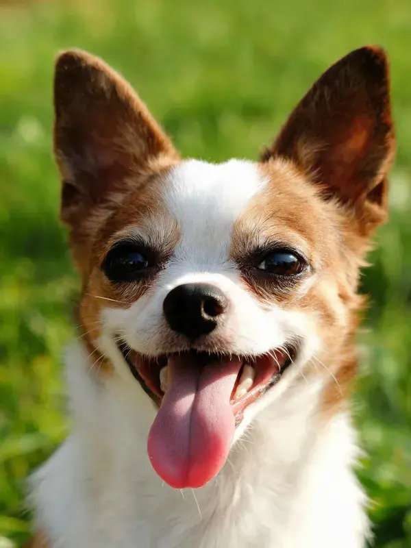 草地上的吉娃娃犬近景