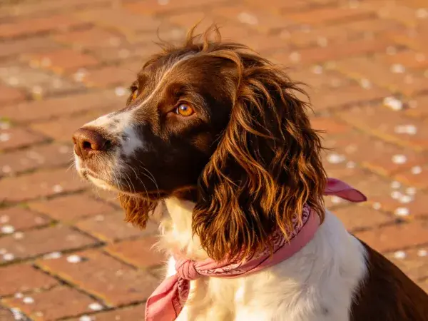 英国史宾格犬砖块地面特写场景