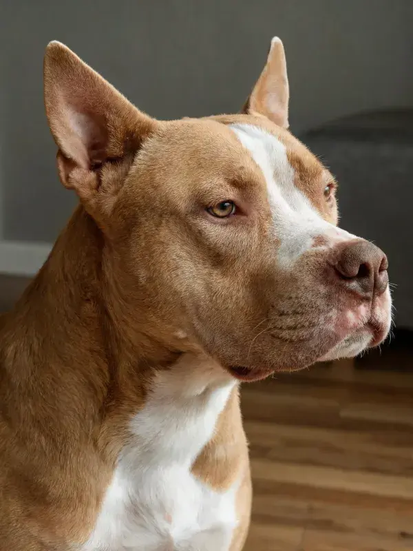 特写拍摄一只棕白相间的美国斯塔福梗犬