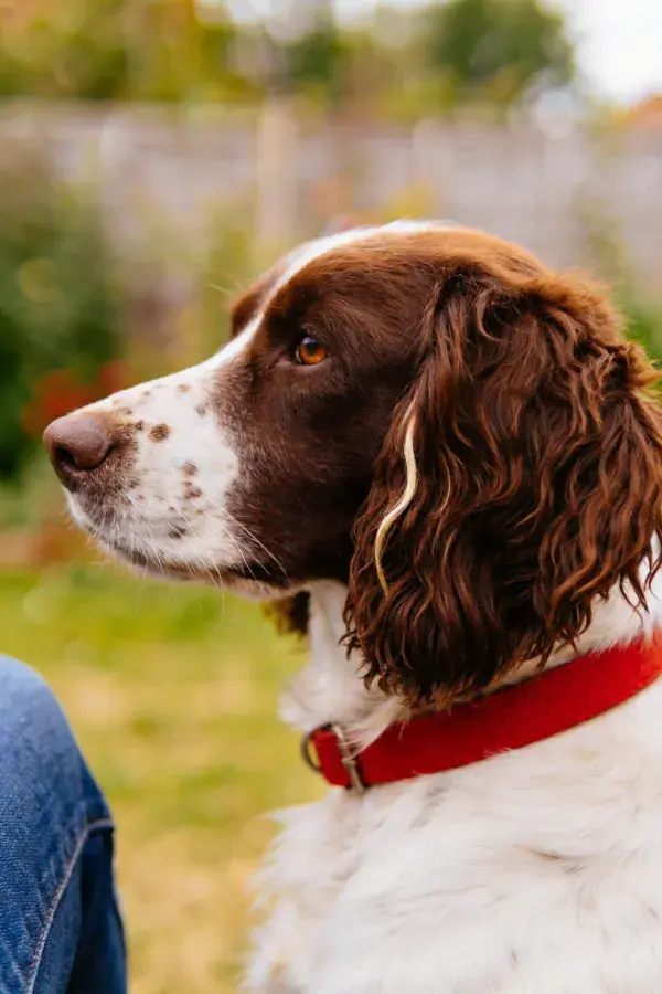 英格兰史宾格犬户外特写