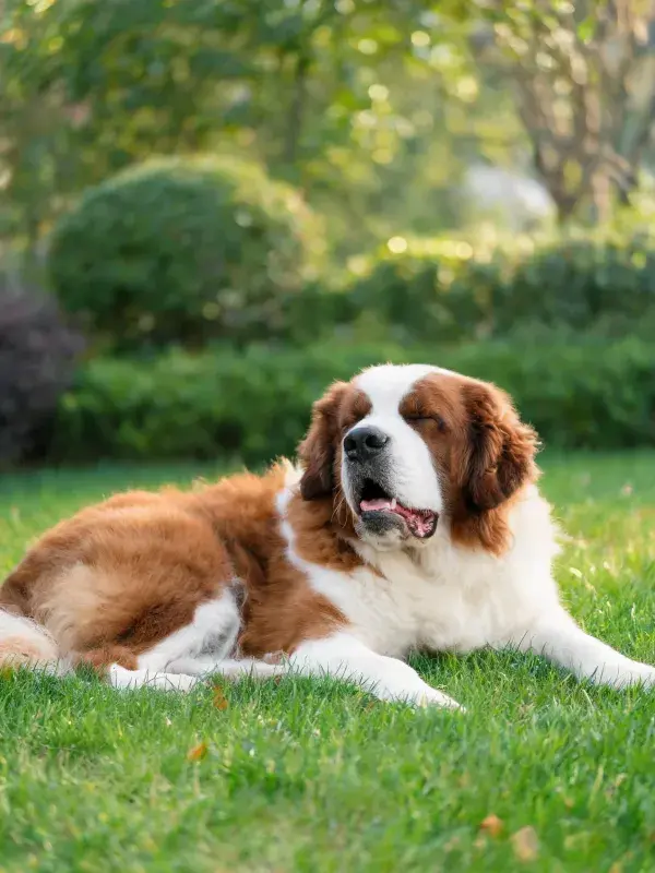 花园草坪上圣伯纳德犬的静态场景