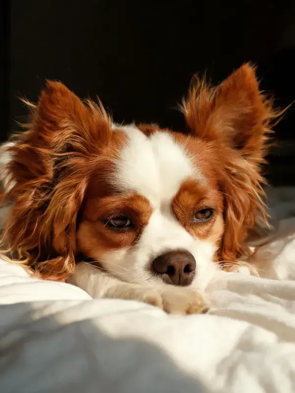卡瓦利王冠猎犬安静躺卧