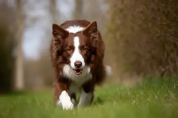 草地上的红白边境牧羊犬奔跑瞬间