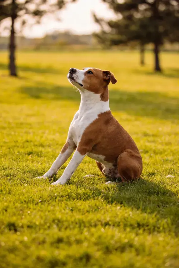 棕白相间的混血犬抬头注视场景