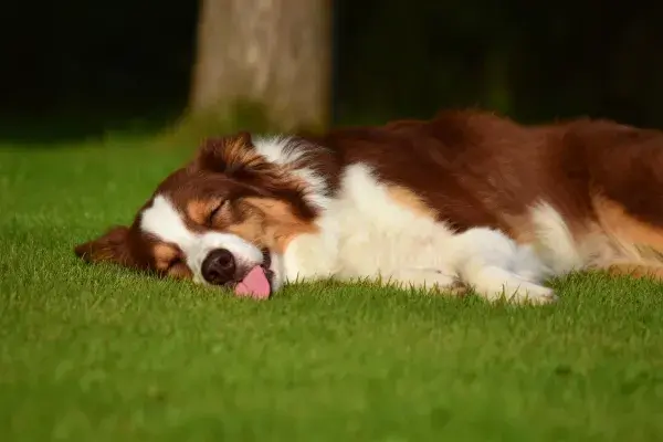 边境牧羊犬草地休憩瞬间
