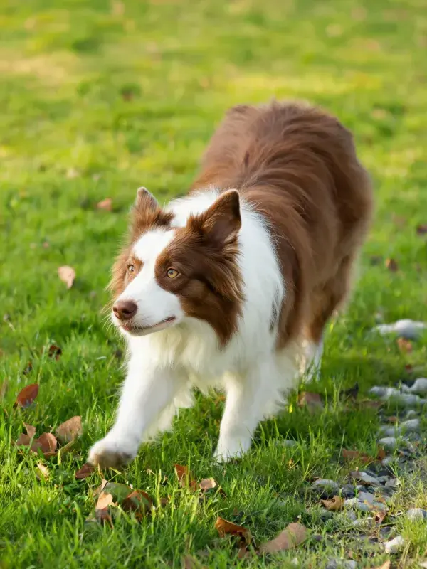 草地中红白边境牧羊犬的特写