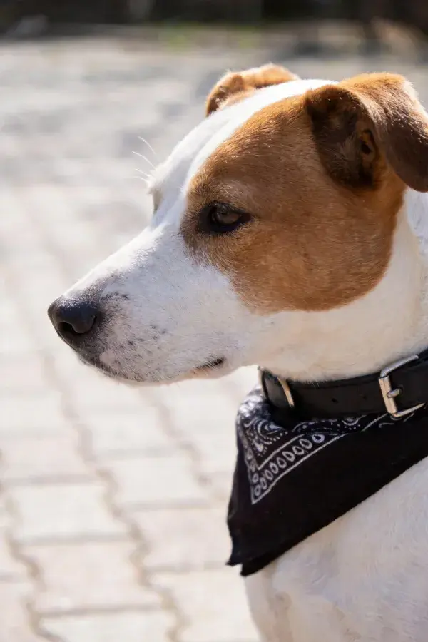 阳光下黑白棕相间的杰克罗素梗犬特写