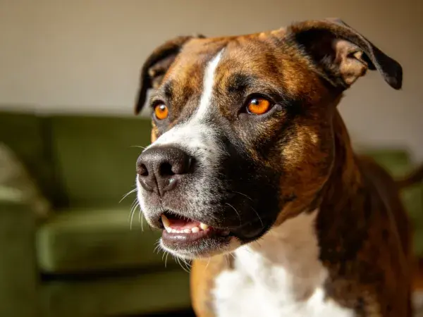比特斗牛梗犬室内特写镜头
