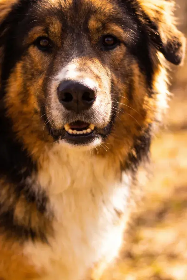 近景拍摄的黑棕白相间大型牧羊犬