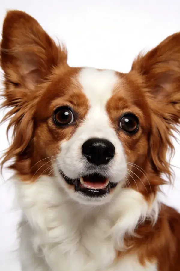 白色背景下棕白相间的蝴蝶犬