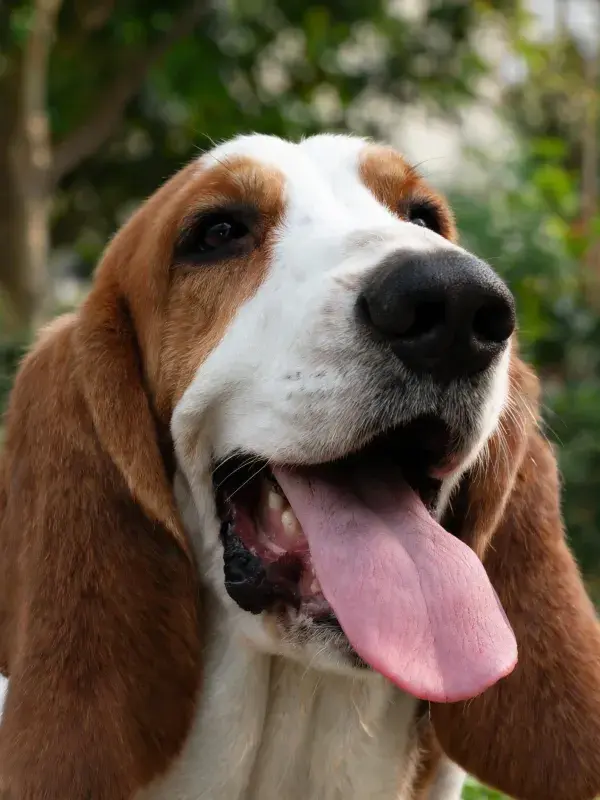 户外环境中的巴吉度猎犬特写