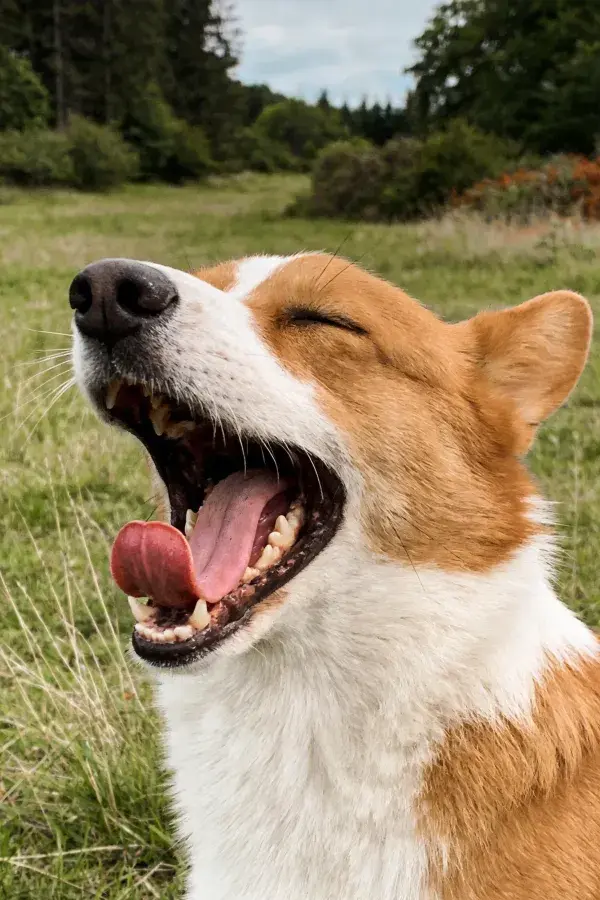 户外草地上的柯基犬张嘴特写