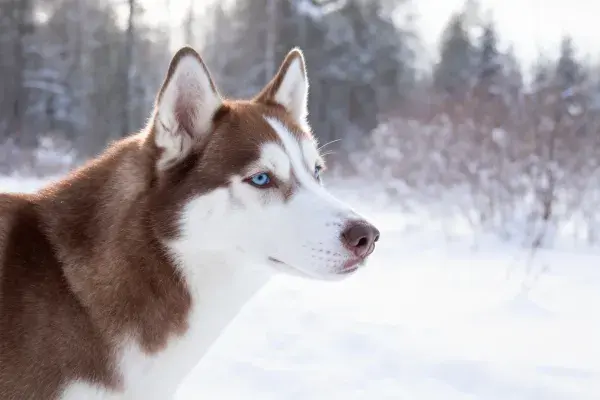 西伯利亚雪橇犬冬日雪地特写镜头