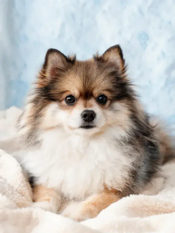 三色博美犬特写于柔软毯面
