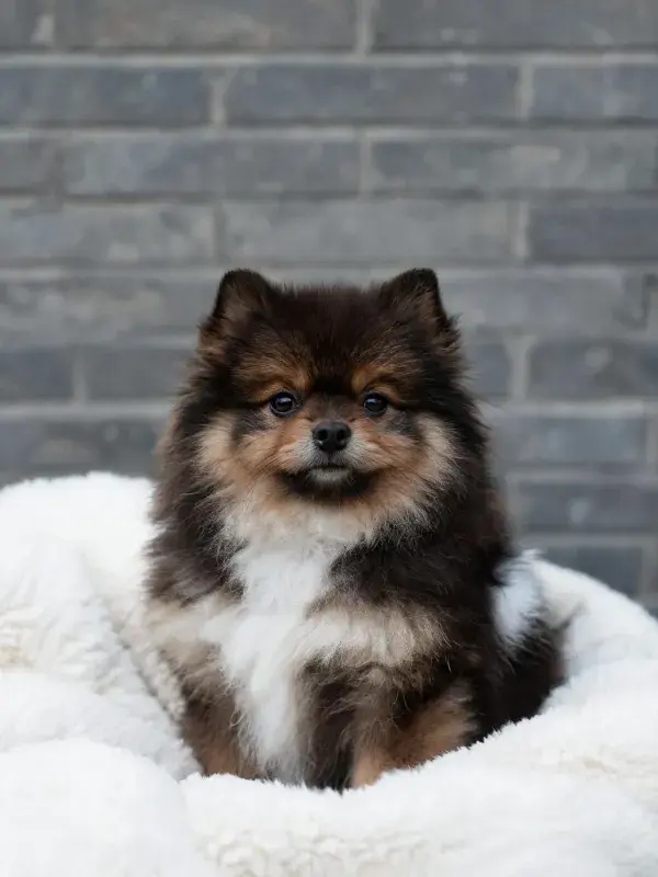 灰色砖墙前的博美幼犬