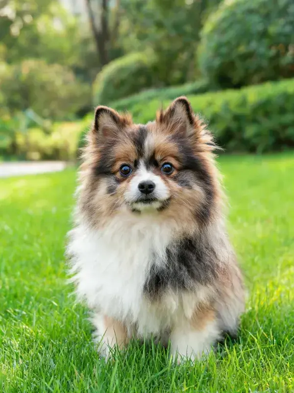 花园中三色博美犬的静态特写