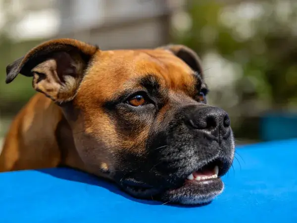 拳师犬靠在蓝色物体上休息