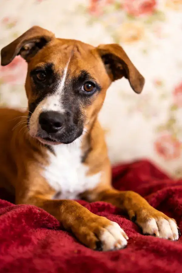 花纹壁纸旁的红毯混血幼犬