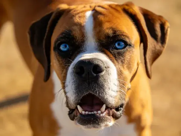 特写拍摄一只蓝眼棕白相间的拳师犬