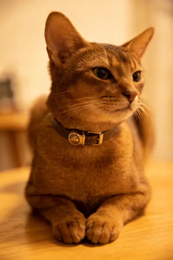 阿比西尼亚猫专注凝视瞬间