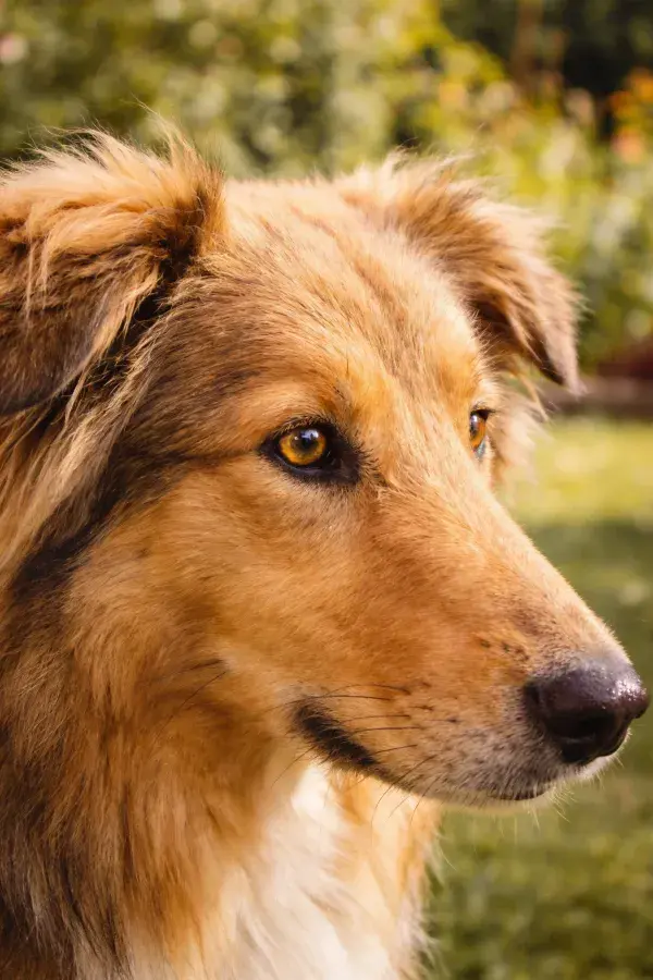 设得兰牧羊犬于绿意背景前的特写