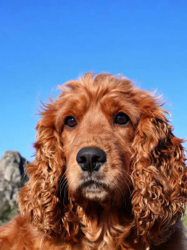 蓝天背景下卷毛英国可卡犬特写