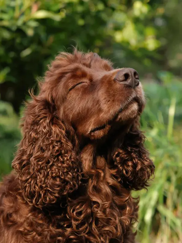 花园中闭眼享受气息的英国可卡犬