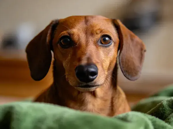 达克斯猎犬被绿色织物覆盖时的特写
