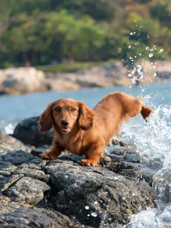露天环境中腊肠犬的特写场景