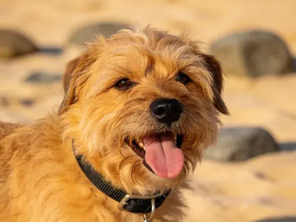 沙滩岩石旁界境梗犬特写
