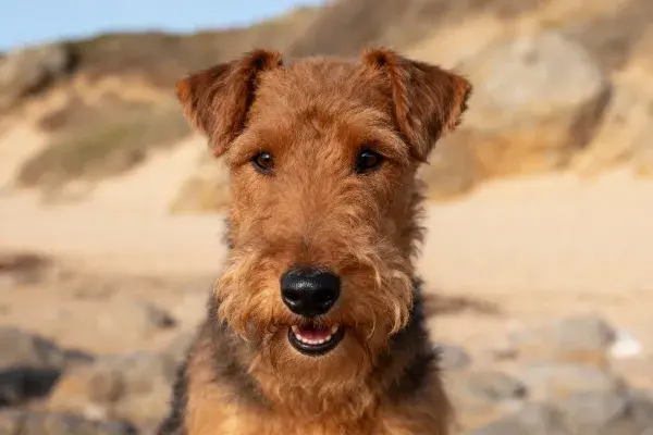海滩附近拍摄的艾尔金猎犬特写