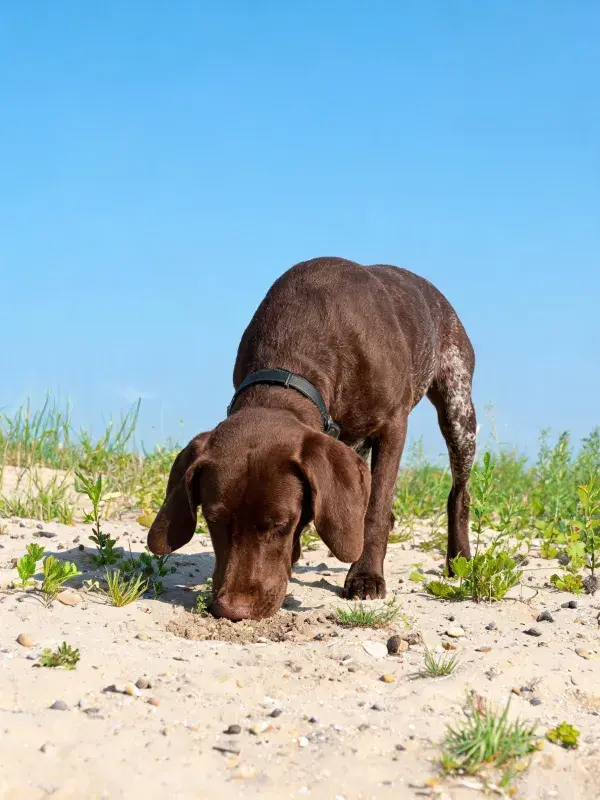 沙滩沙地上的德国短毛指示犬嗅探场景