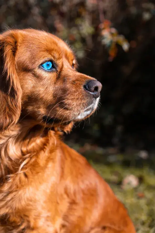 凝望远方的红棕色长毛犬