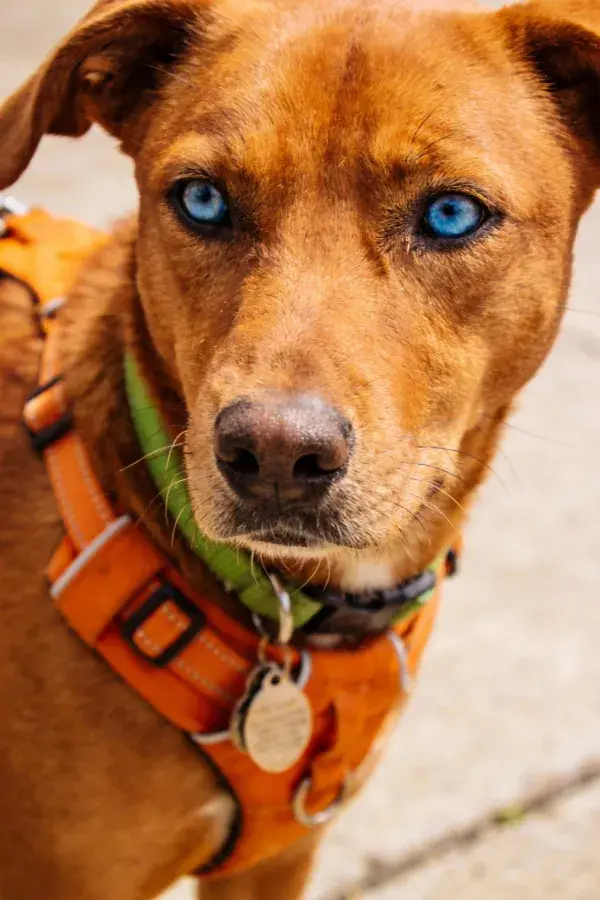 特写拍摄一只棕褐混种犬