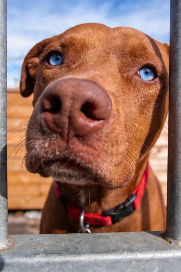 维兹拉犬透过金属栅栏注视