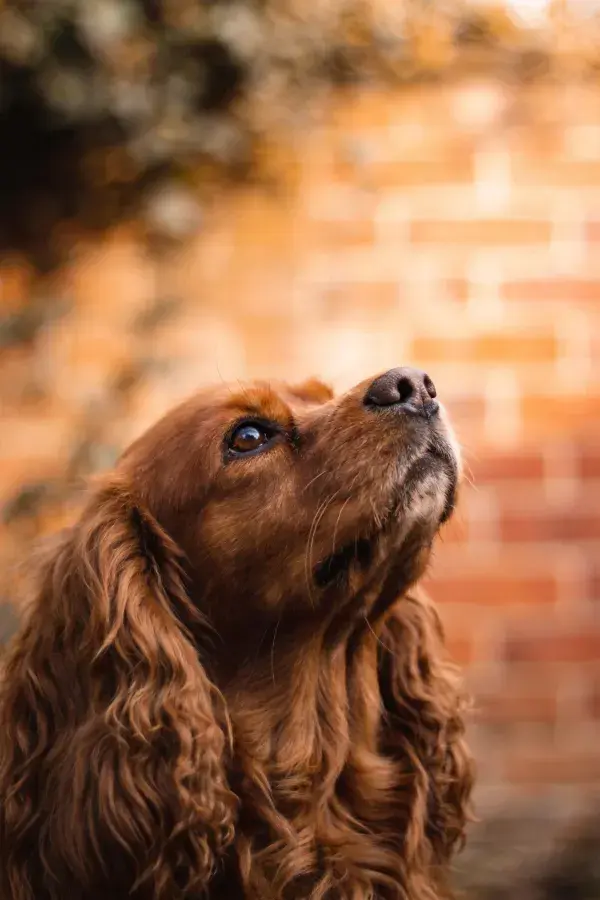 可卡犬向上凝视的瞬间