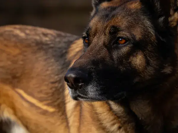 德国牧羊犬特写于环境场景中
