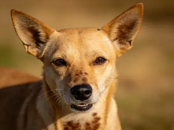 野外环境中的野犬特写