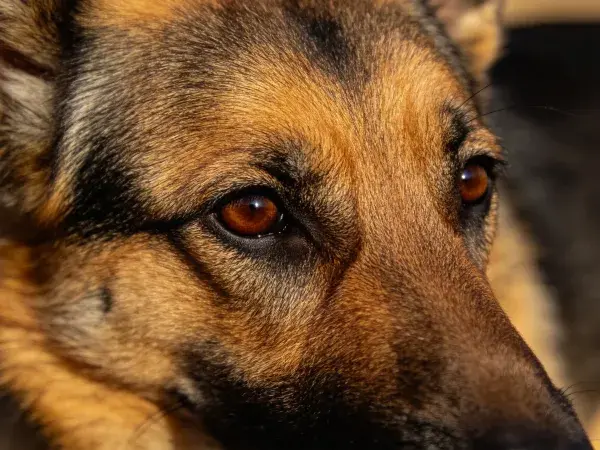暖光下的德国牧羊犬特写