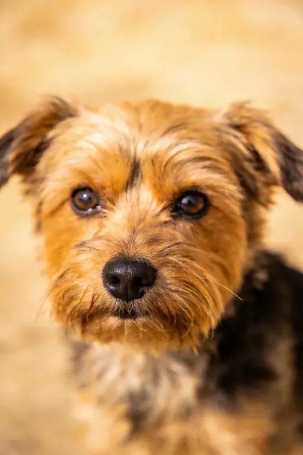 诺福克梗犬面部特写展现毛发质感