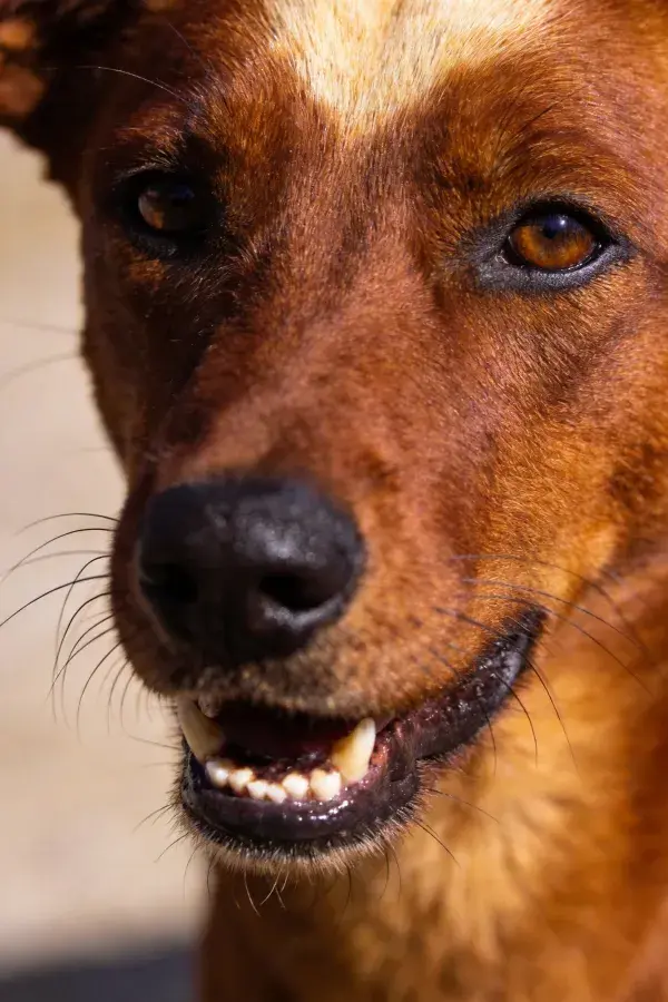 阳光明亮处红棕色短毛犬面部特写