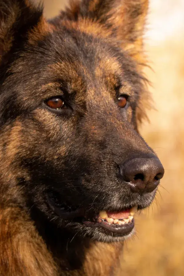 德国牧羊犬户外光影特写