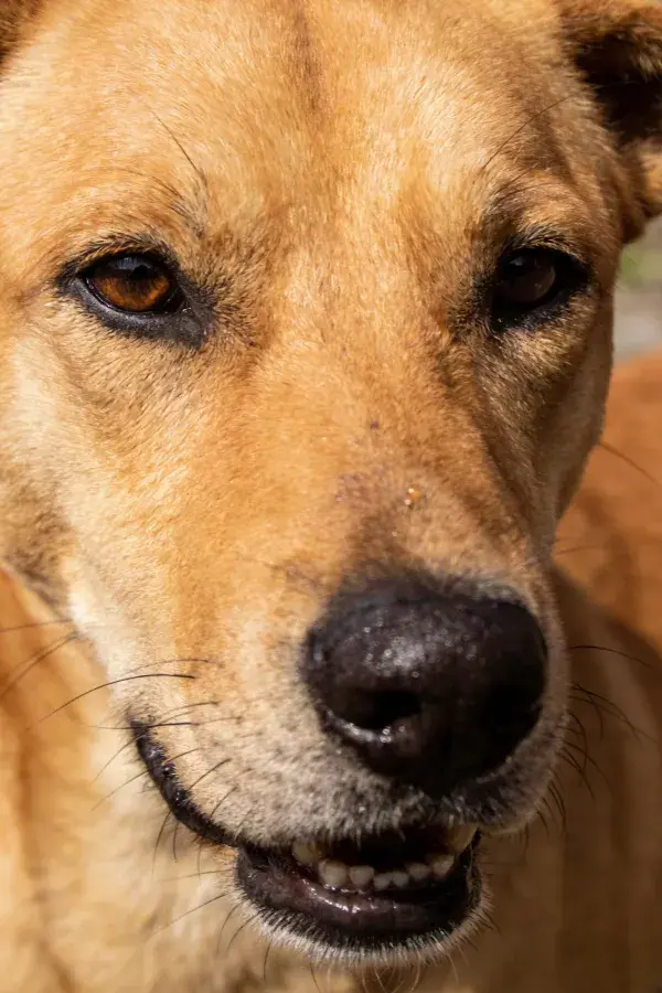 近距离拍摄的混血犬面部特写