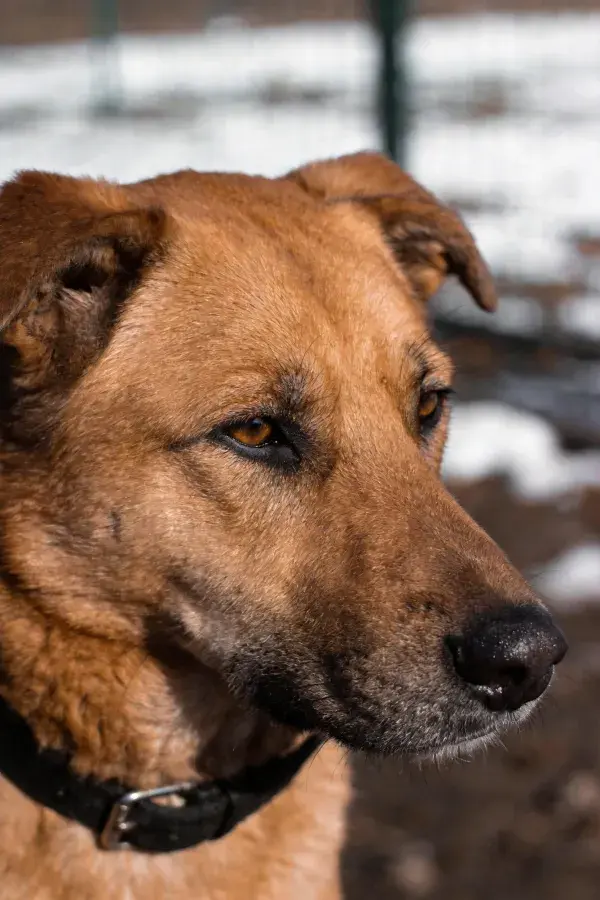 混血牧羊犬的特写肖像场景
