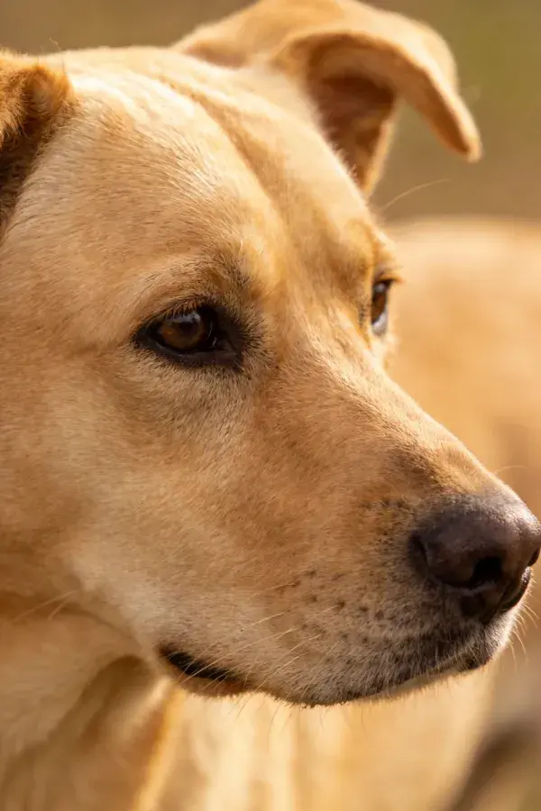 阳光下短毛浅棕色猎犬头部特写
