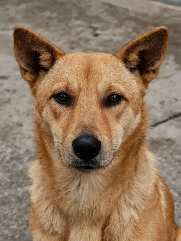 浅棕色野犬特写展现皮毛质感
